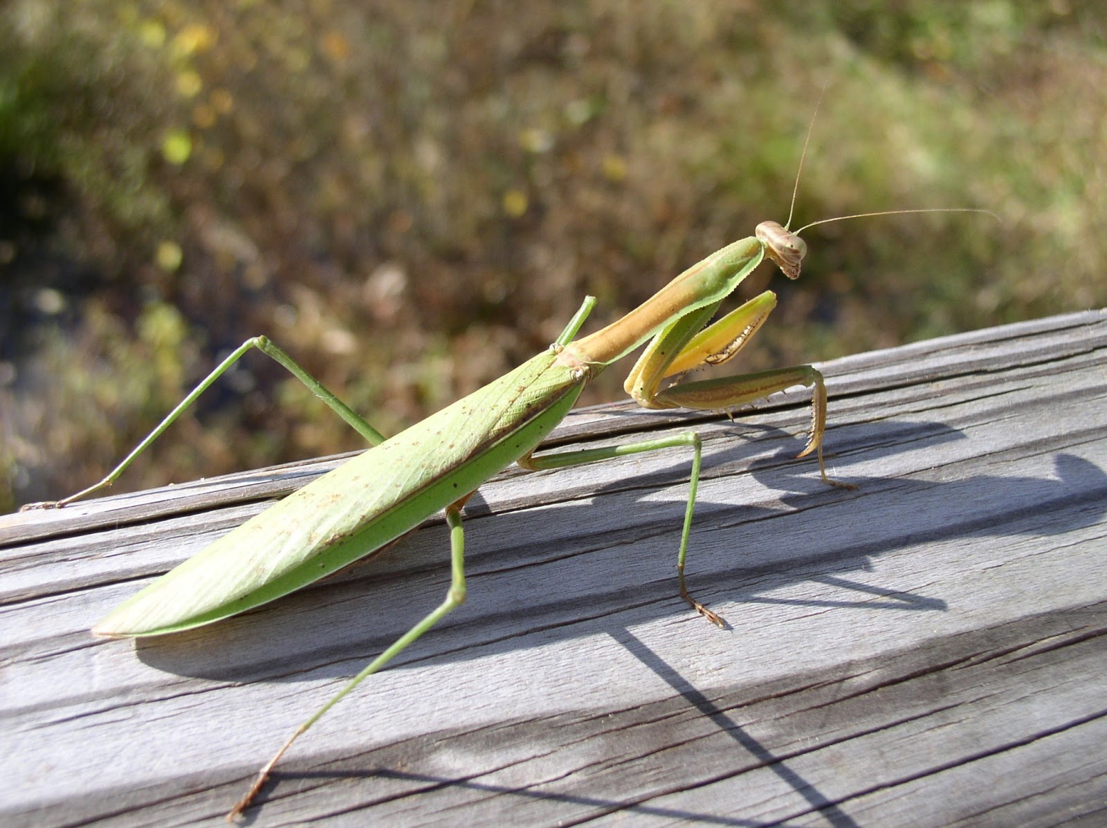 the praying mantis The praying mantis belongs to the genus mantis it is a typical hummingbird killer animals of this much size are usually killed by other predators but praying mantis is itself a potential predator over the years they have. the praying mantis The praying mantis belongs to the genus mantis it is a typical hummingbird killer animals of this much size are usually killed by other predators but praying mantis is itself a potential predator over the years they have.