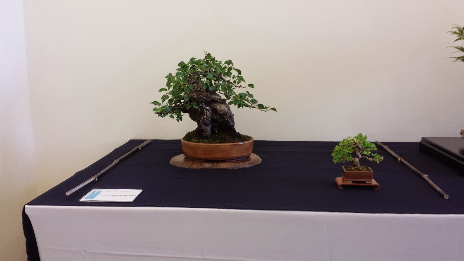 kingii I Congreso internacional de bonsai Cidade de Porto