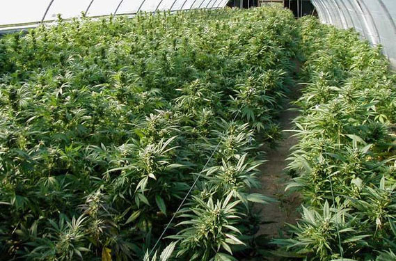Drug courts thc