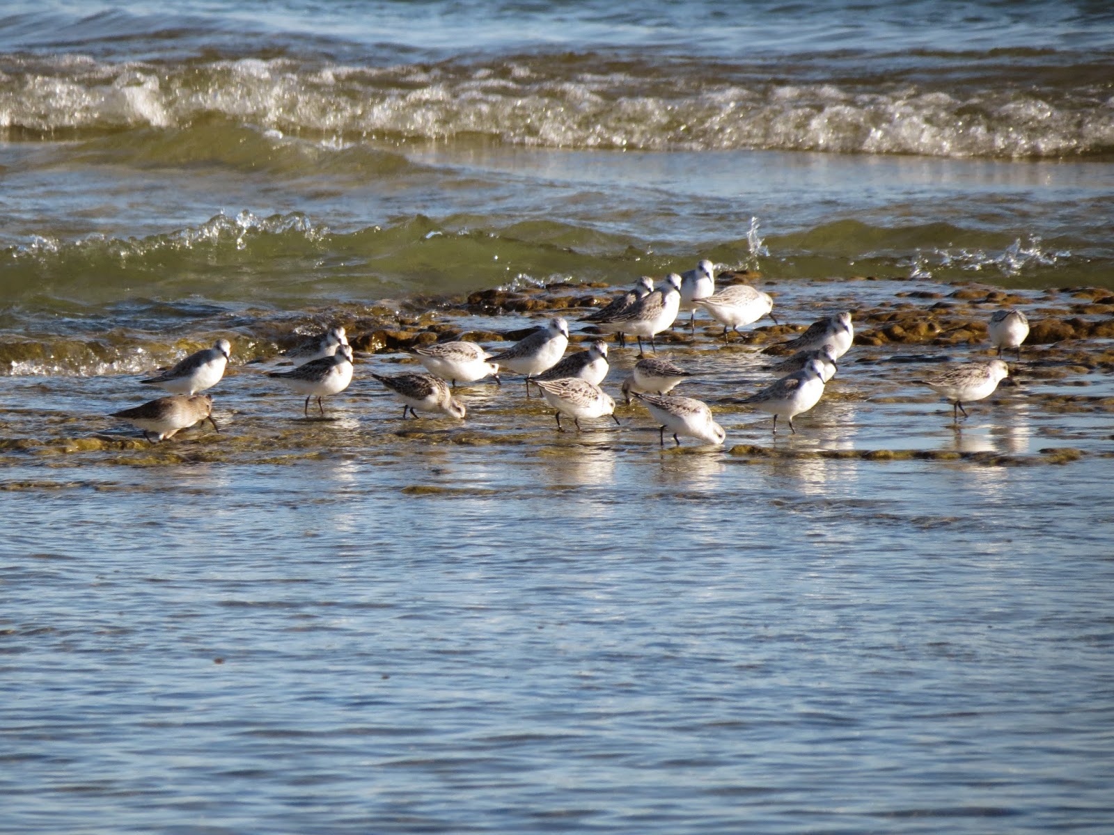 Sanderling and Dunlin - Prince Edward Point, ON