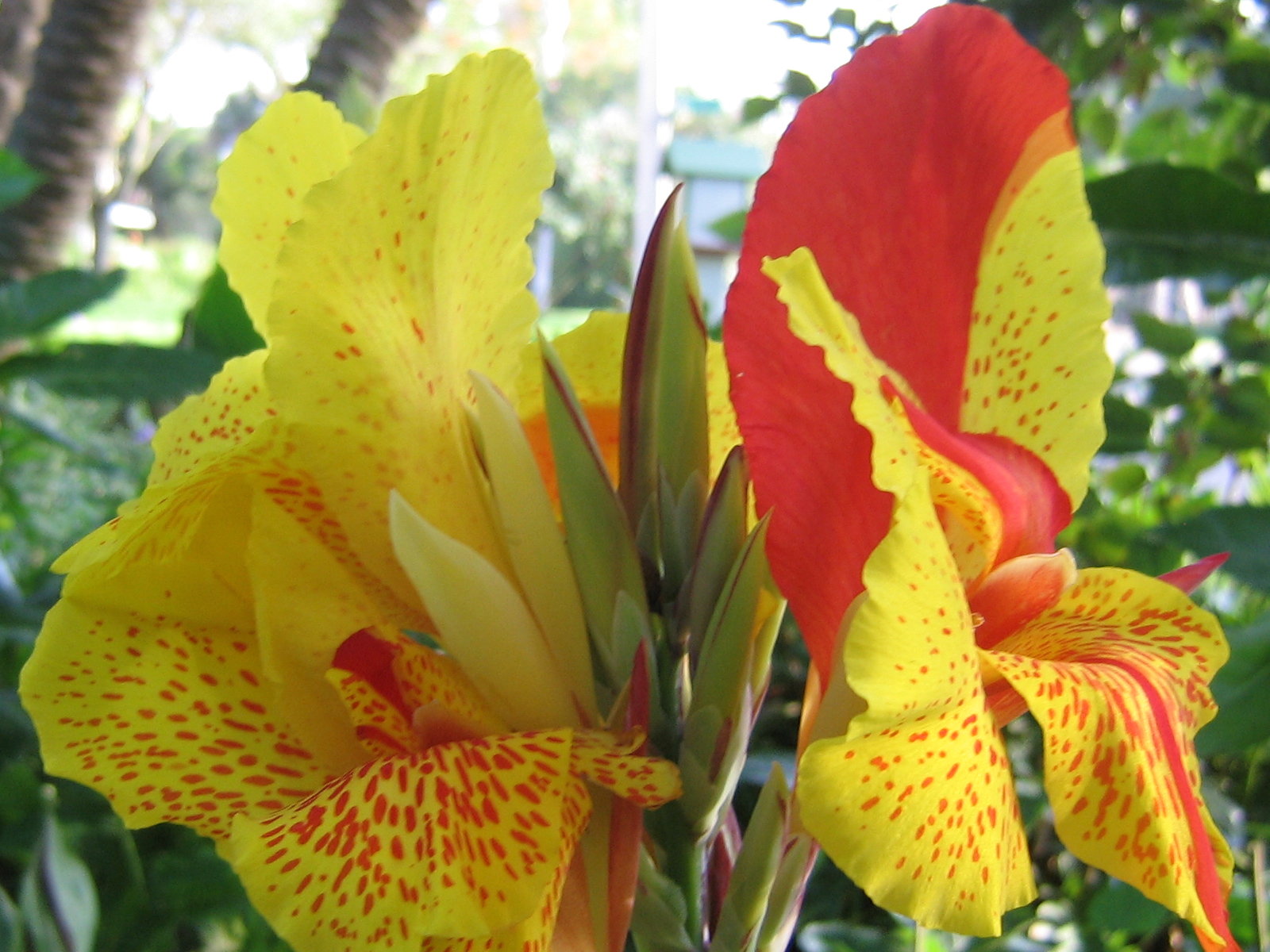 Canna Lily