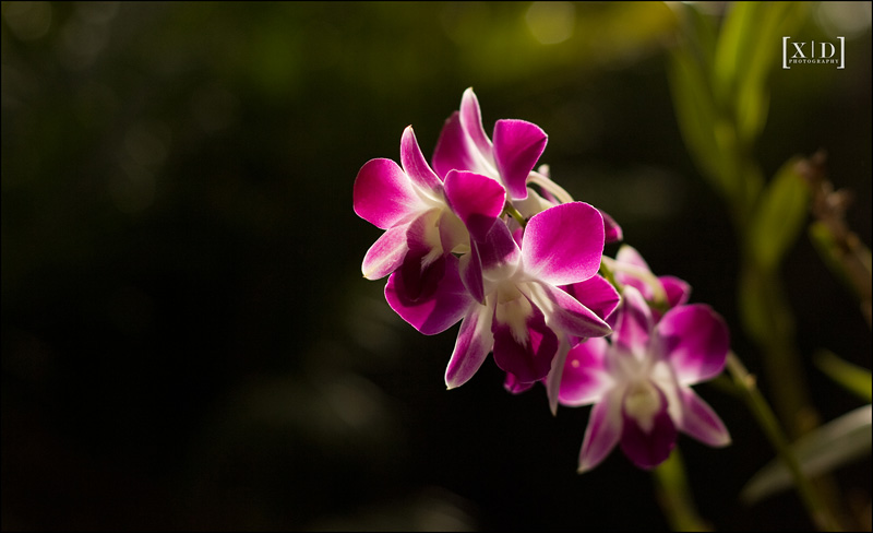 IMAGE: http://4.bp.blogspot.com/-YM_VsSekgMM/TdgHrSk22RI/AAAAAAAAAuM/t6WfDRWSblc/s1600/IMG_838611.jpg