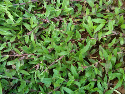 JASA TUKANG TAMAN RUMAH, SUPPLIER RUMPUT GAJAH MINI, RUMPUT GOLF, RUMPUT PEKING, RUMPUT SWIS, DI SAWANGAN-DEPOK JASA TUKANG TAMAN RUMAH, SUPPLIER RUMPUT GAJAH MINI, RUMPUT GOLF, RUMPUT PEKING, RUMPUT SWIS, DI SAWANGAN-DEPOK