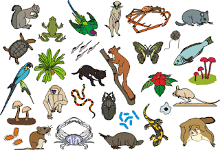 sorting animals and plants