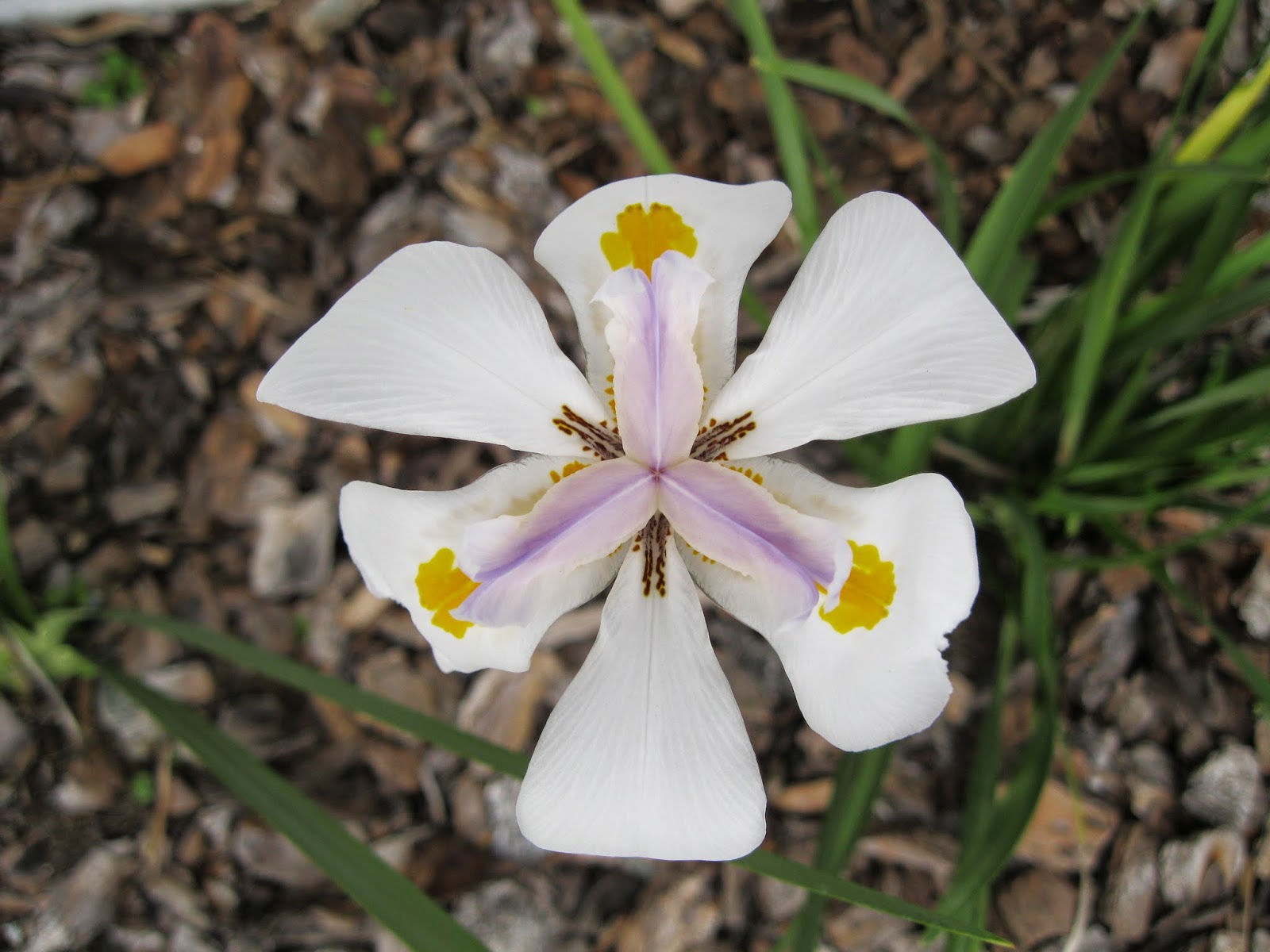Maple Hill 101 Plant ProfileAfrican Iris