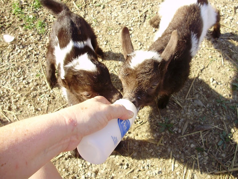 Ohiofarmgirl's Adventures In The Good Land How to Bottle Feed Baby