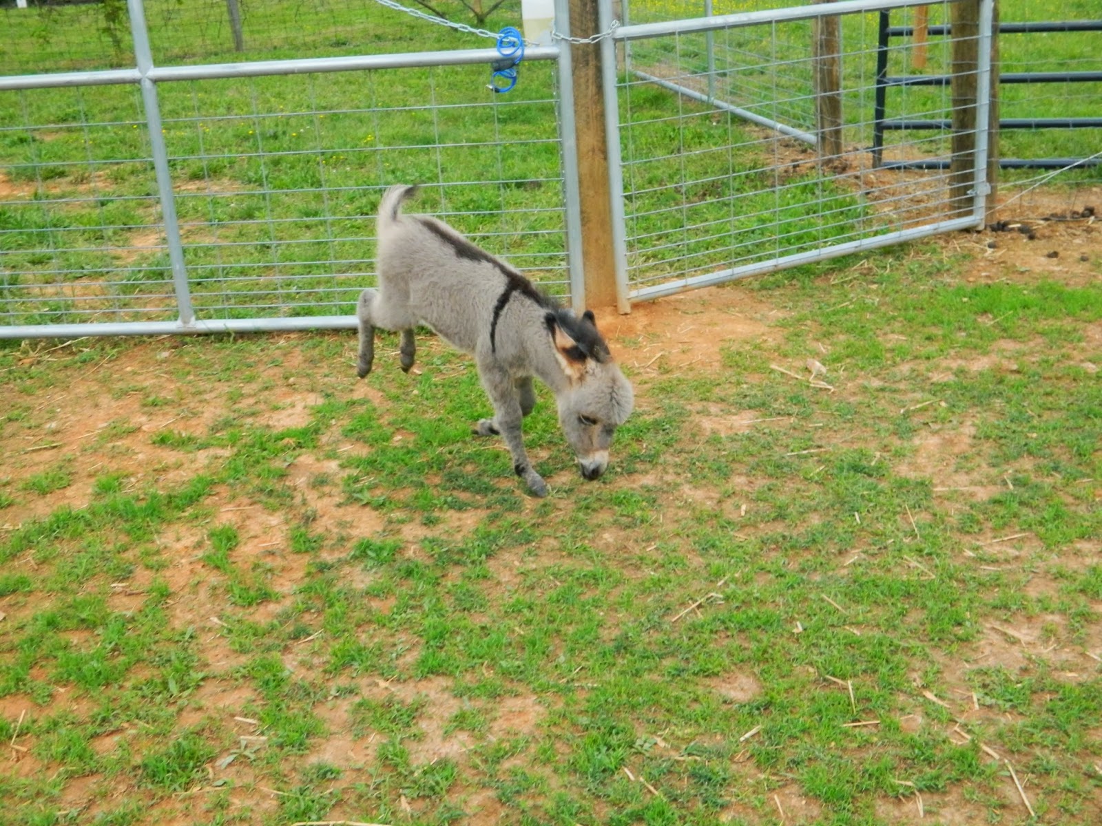 Hand Raising a Miniature Donkey Foal