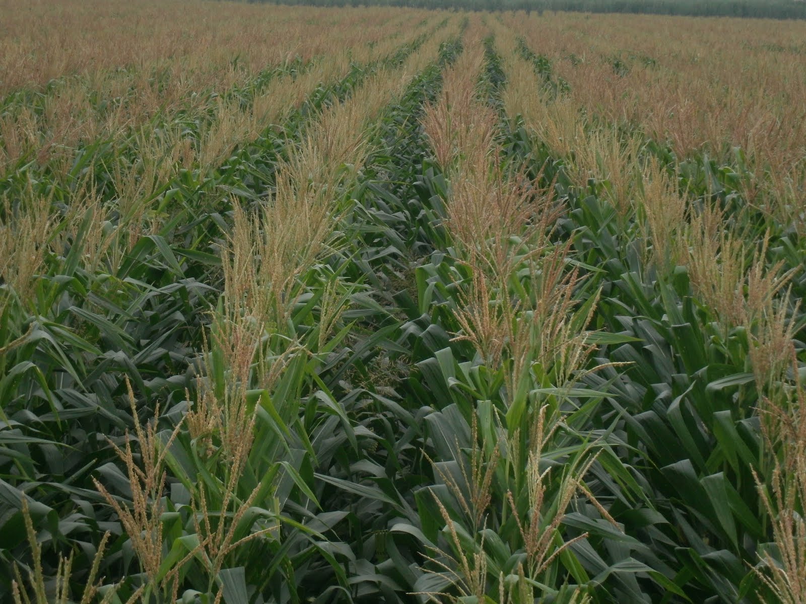 Agronomía en serio...