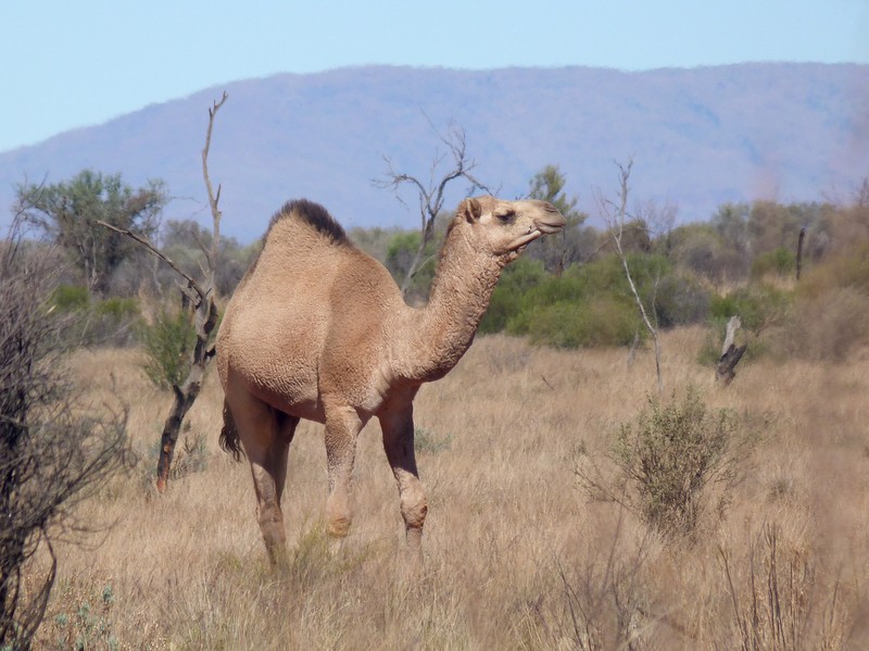 Ian Fraser, talking naturally: American Camels
