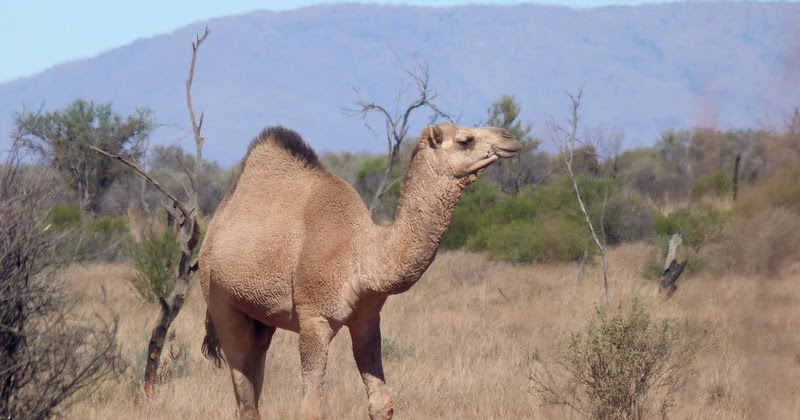 Ian Fraser, talking naturally: American Camels