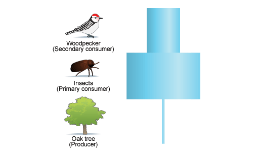 Igcse Biology 4 5 Understand The Concepts Of Food Chains Food Webs Pyramids Of Number Pyramids Of Biomass And Pyramids Of Energy Transfer