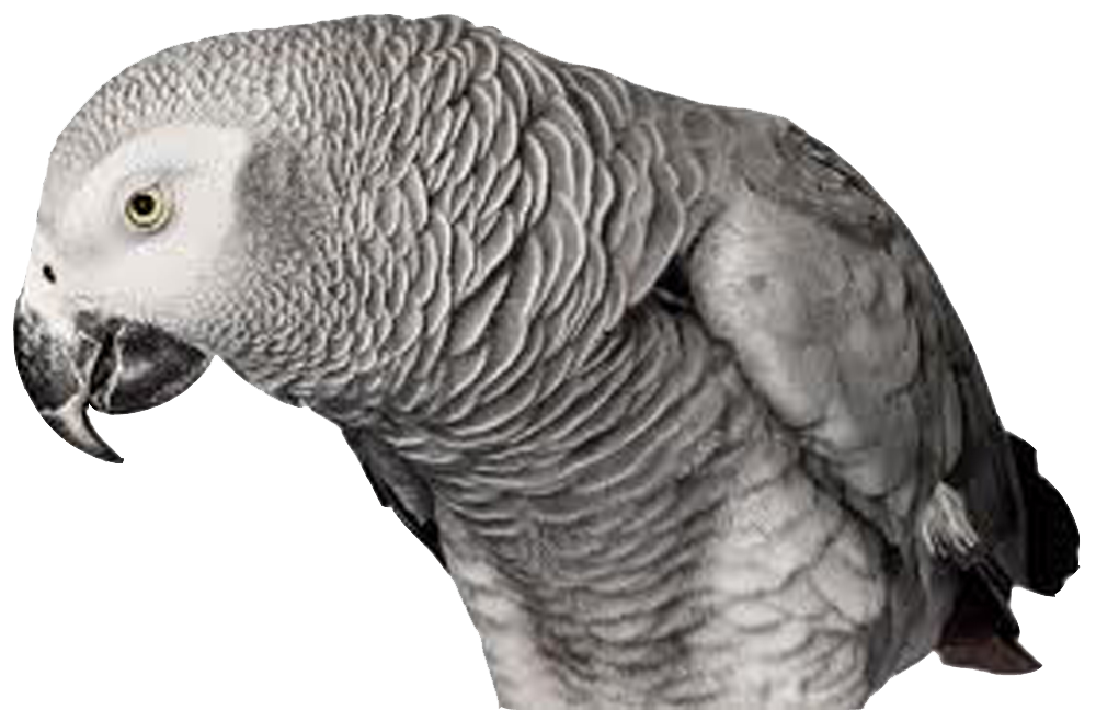 Grey Parrot’s Png Images ~ GEO PNG IMAGES