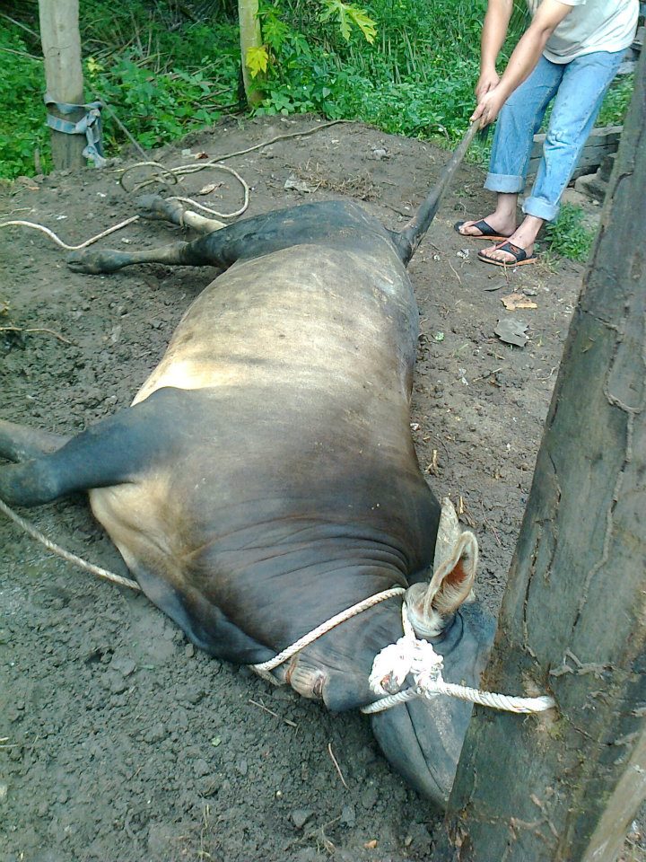 Lembu dan kambing Dah Sampai