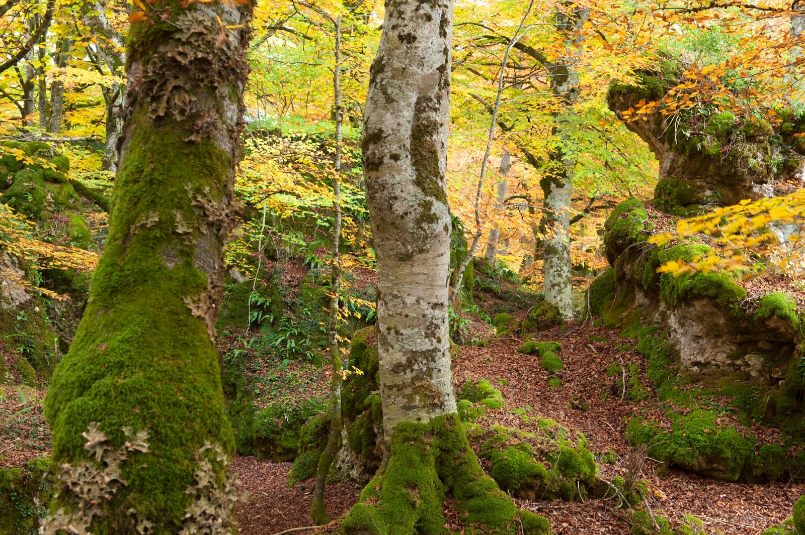 Instantes, fotos de Sebastián Navarrete "El Bosque Encantado" Larraona