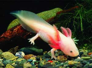 Axolotl (salamander meksiko) Axolotl (salamander meksiko)