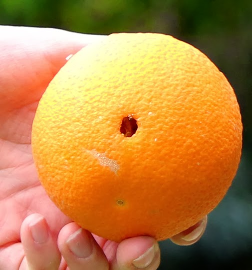 Birding Without Barriers Have a Little OJ With Your Fruit Flies