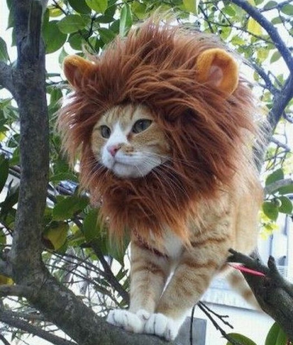 Jonesy's Blog How do you make a CAT look like a LION?...
