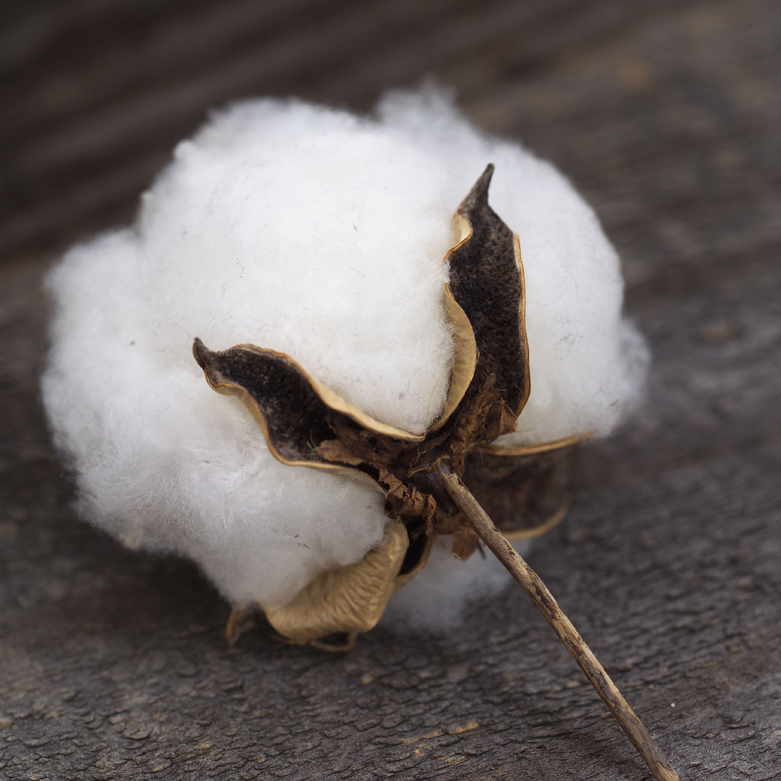 natural fibres cotton