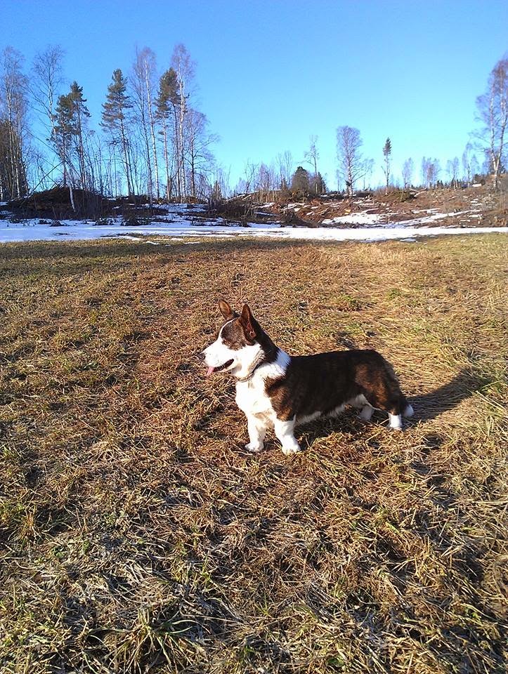 Englehaar hundeblogg Buddy min lille prins
