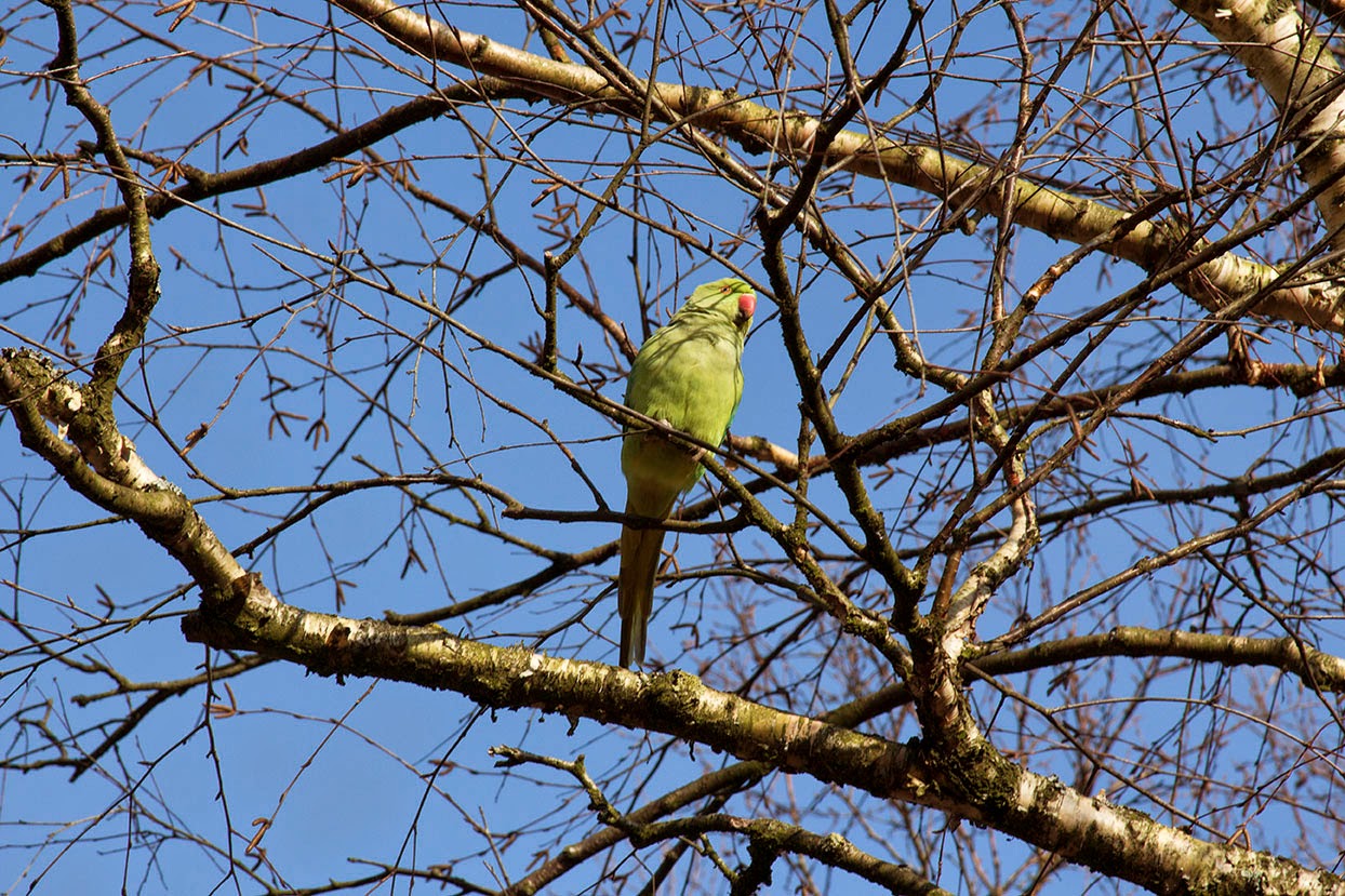 green parakeet in tree