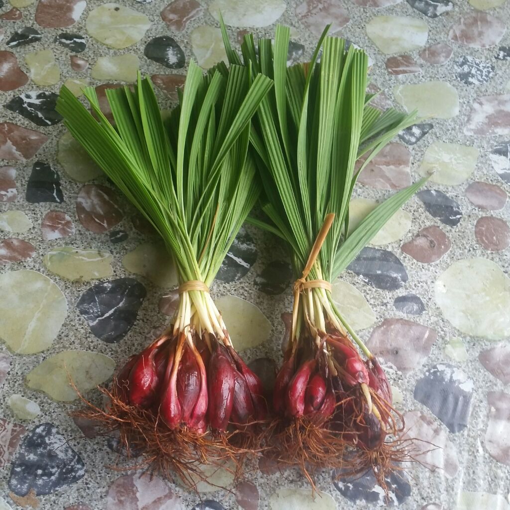 Affnan's Aquaponics Dayak Onion