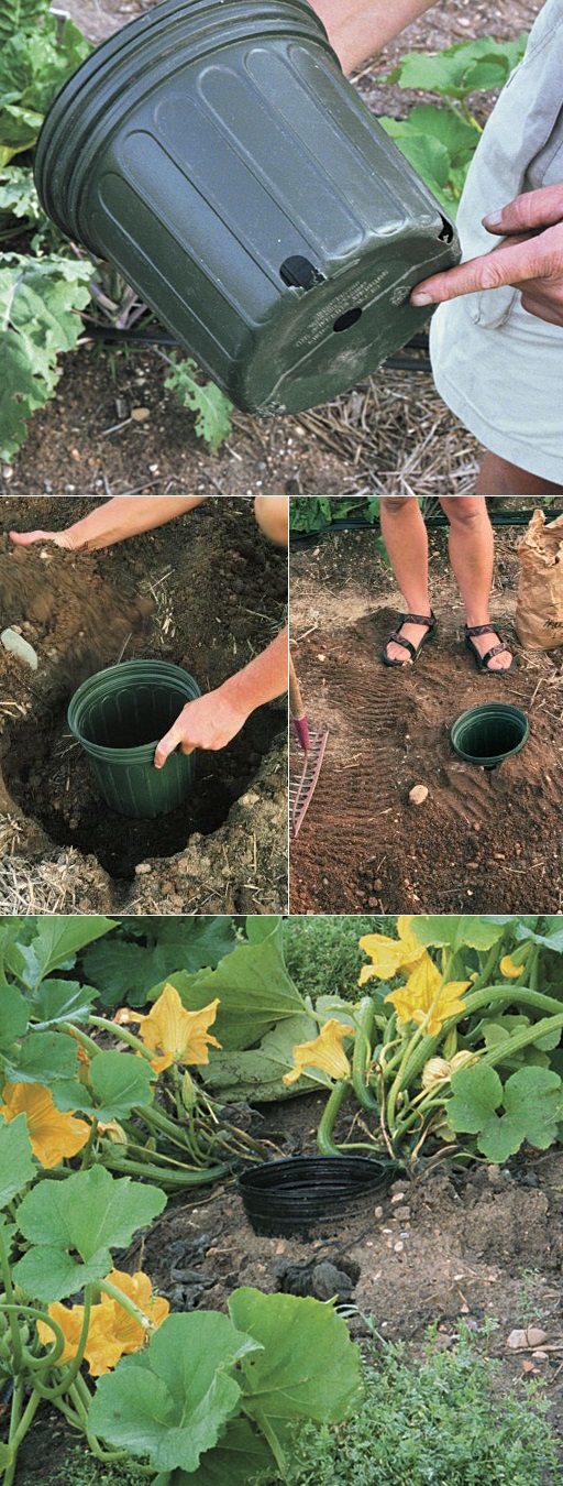 Tips for growing squash 101 Gardening