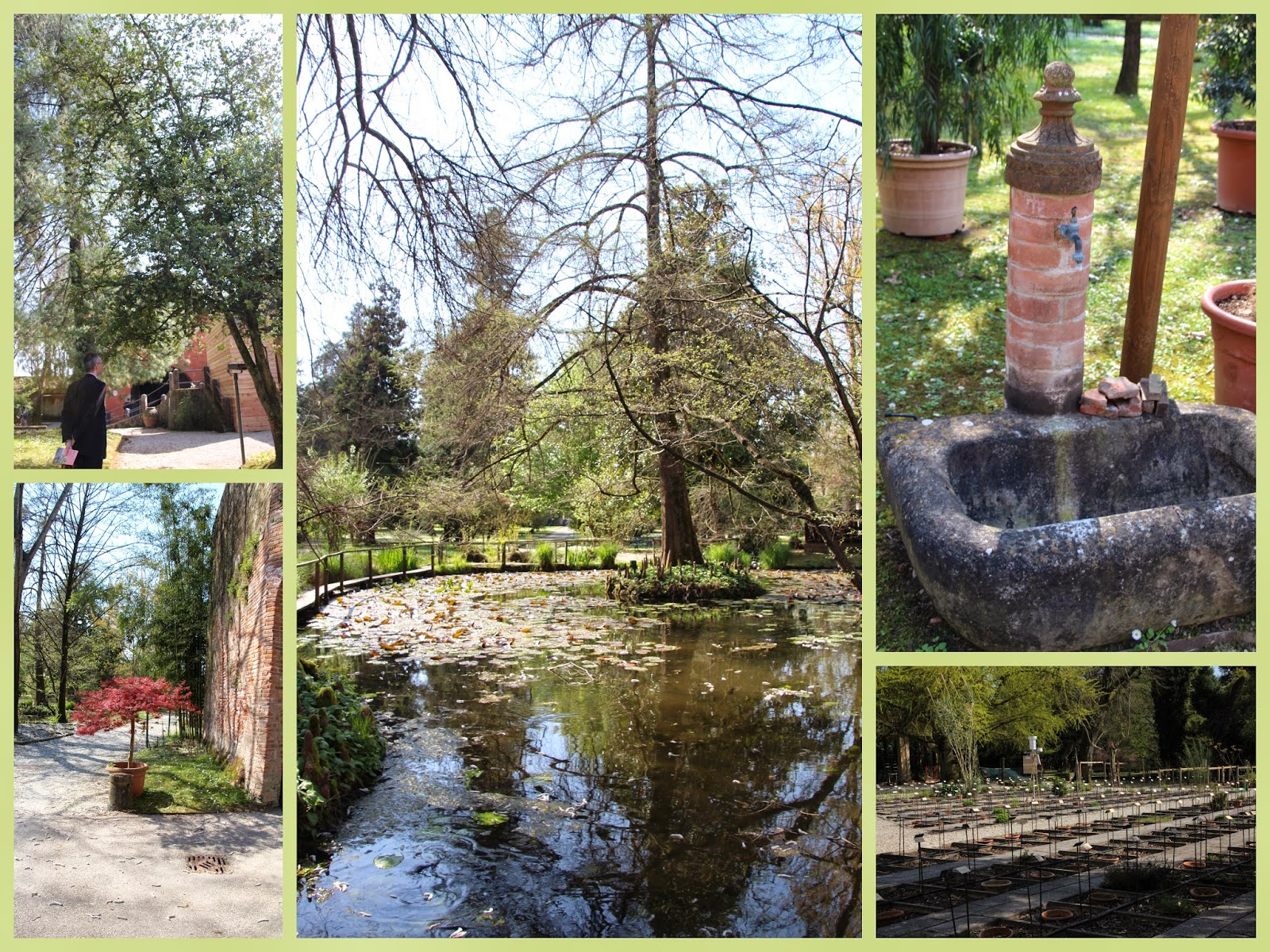 Zimozielony Ogrod Pieris Japonski