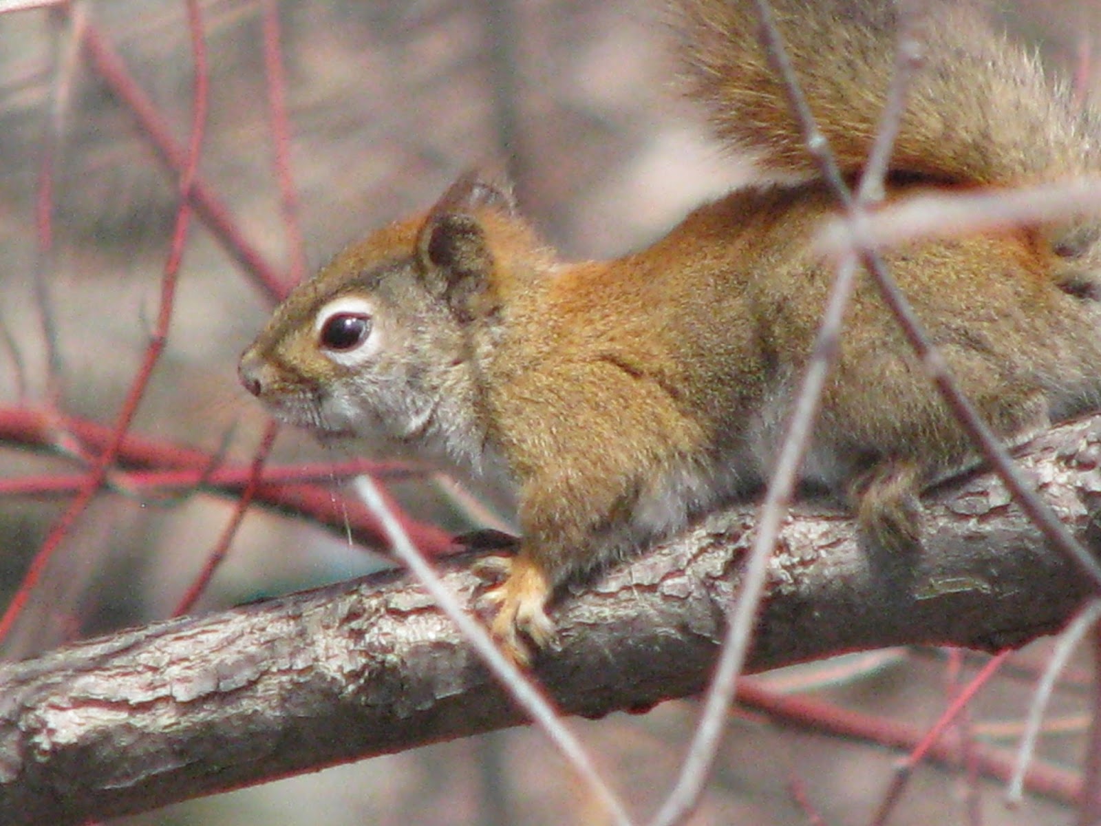 "Nature Break" featuring Squirrel and Owl