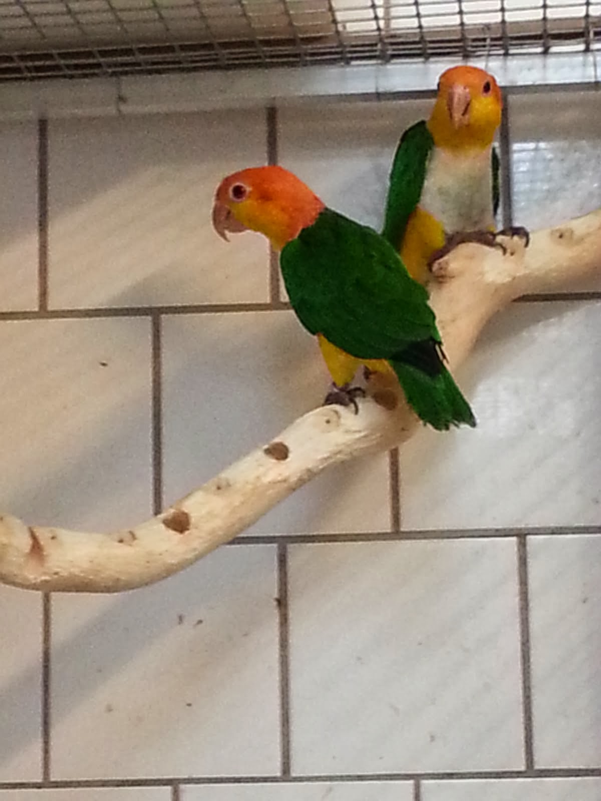 Roestkop Caique