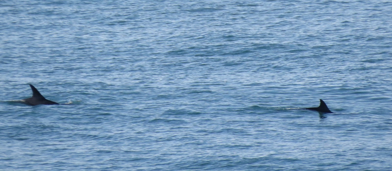 Whales in Wales Super Ferry Animals Again!