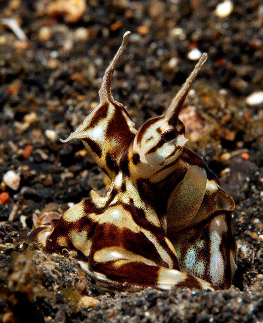 Mimic Octopus, this fascinating creature was discovered in 1998 off the