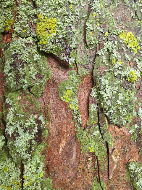 Flaking bark with lichen and reddish wood below
