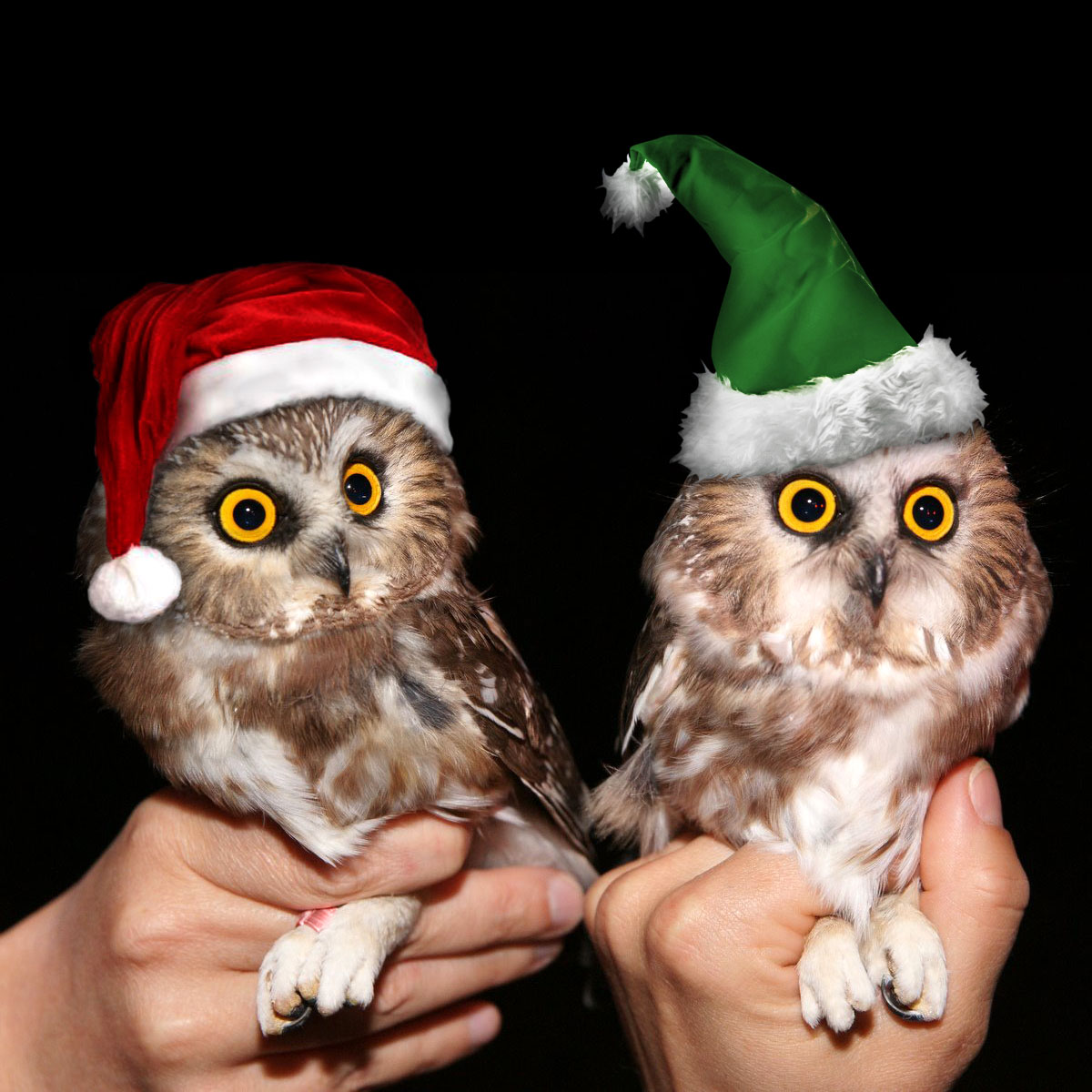 birdbling conservation christmas owls 2015 christmas owls with santa hat