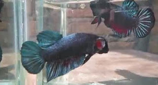 Gambar ikan Cupang lagi aduan dengan unik Gambar ikan Cupang dengan unik