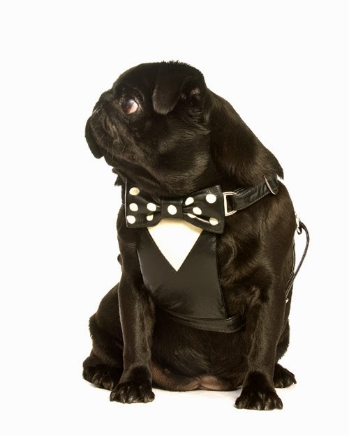 Tuxedo harness