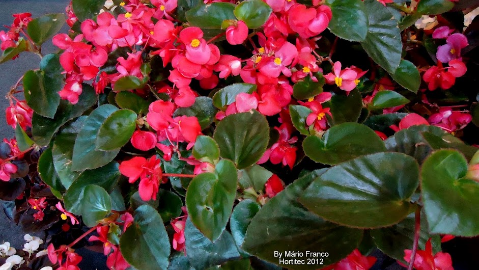 Begonia x benariensis BIG Meu Cantinho Verde