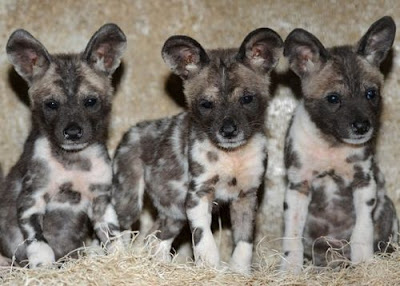 Cute&Cool Pets 4U: African Painted dog Puppies Pictures