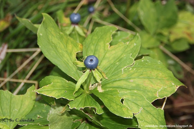 Einbeere fünfblättrig Paris quadrifolia vierblättrig Schwarzwald