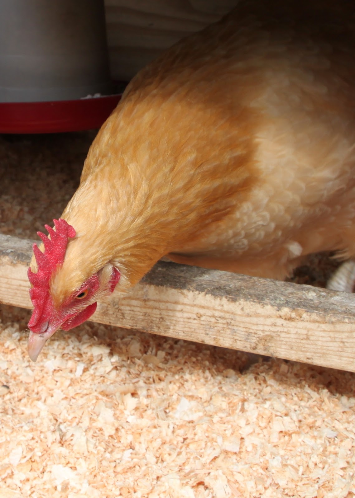 Spring Cleaning 11 Steps to a Clean Chicken Coop Community Chickens