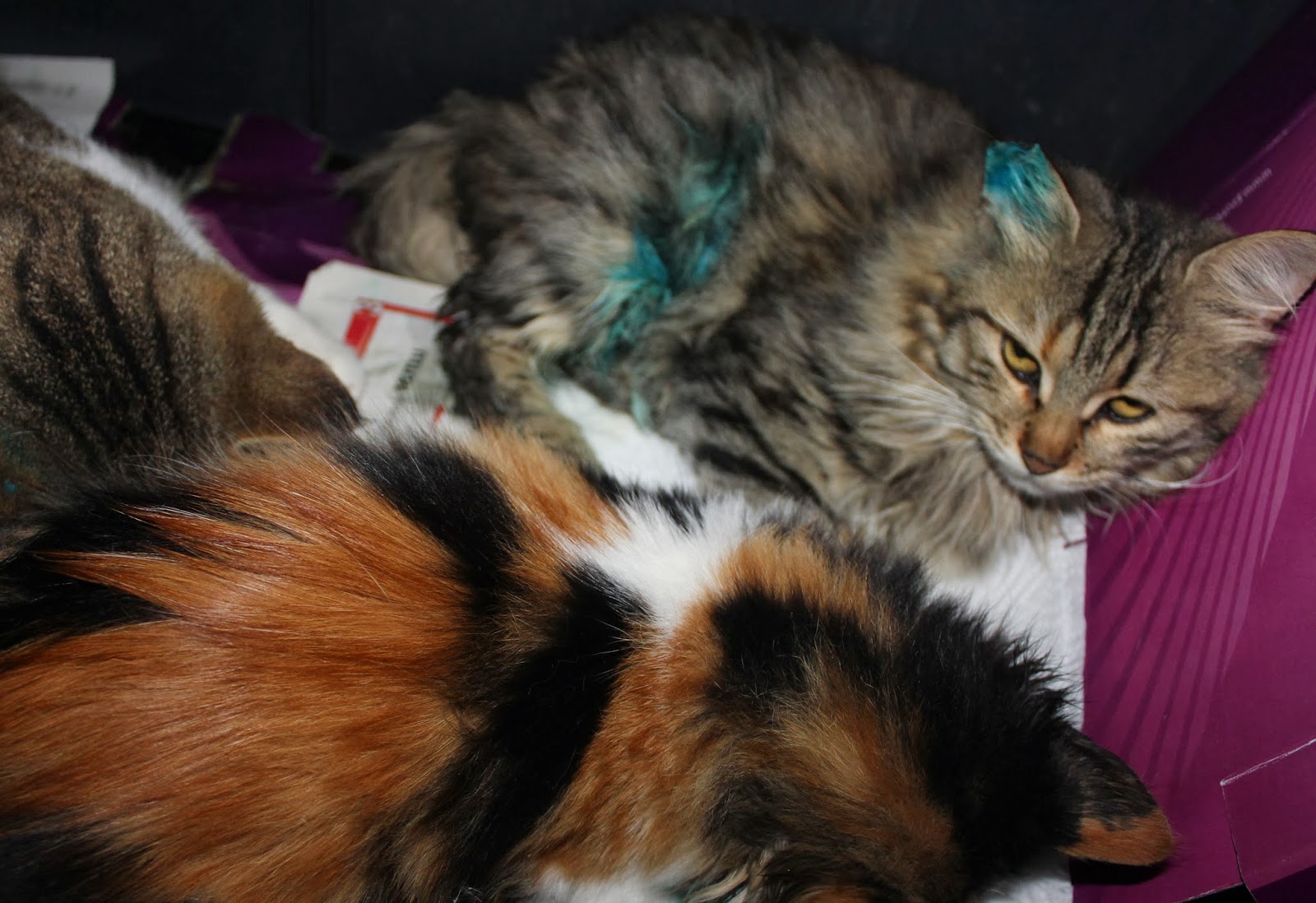 Begonvilli Ev Sitede Kedi Nüfusu Aşırı Artınca..