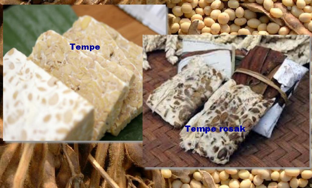 Tempe Vs Tapai Artikel Tempe Pun Pandai Merajuk Mudah Rosak Jika Tidak Pentingkan Aspek Kebersihan