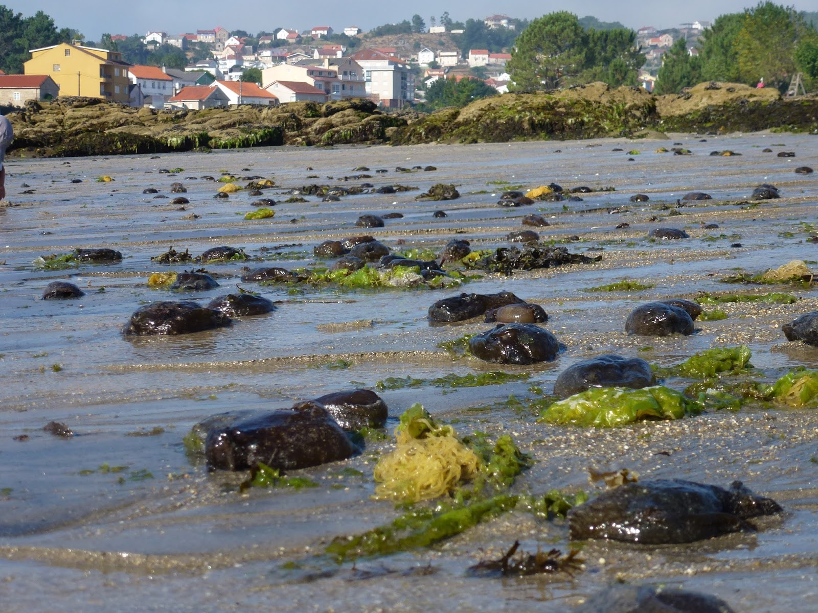 EL BLOG DE AMADO APLYSIA, aplysia, aplysia, aplysia, aplysia, aplysia