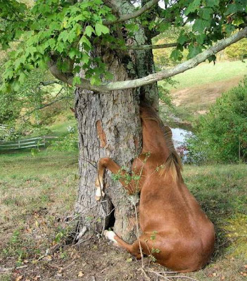 Funny DOG Pictures