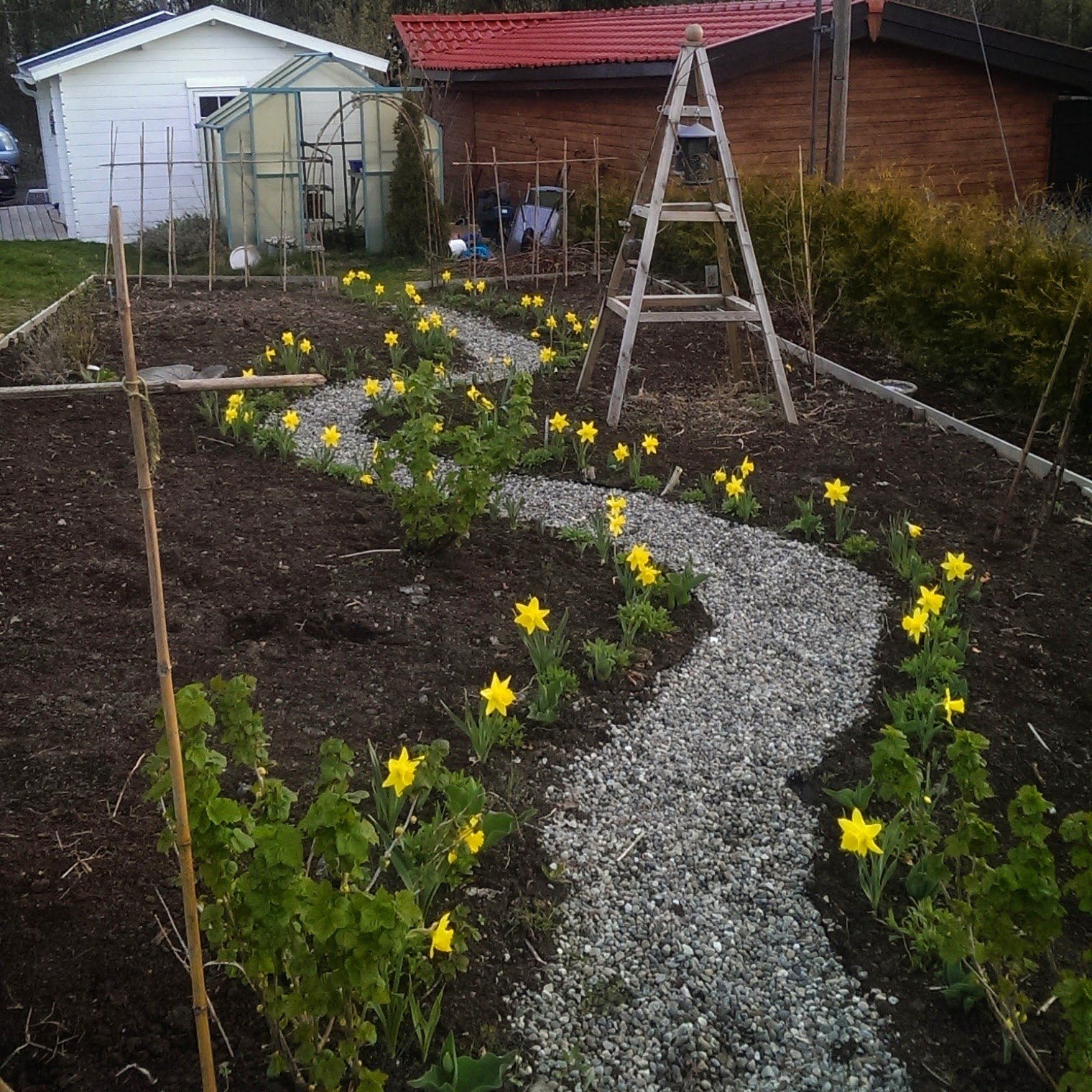 Popcorn Popcorn Viburnum