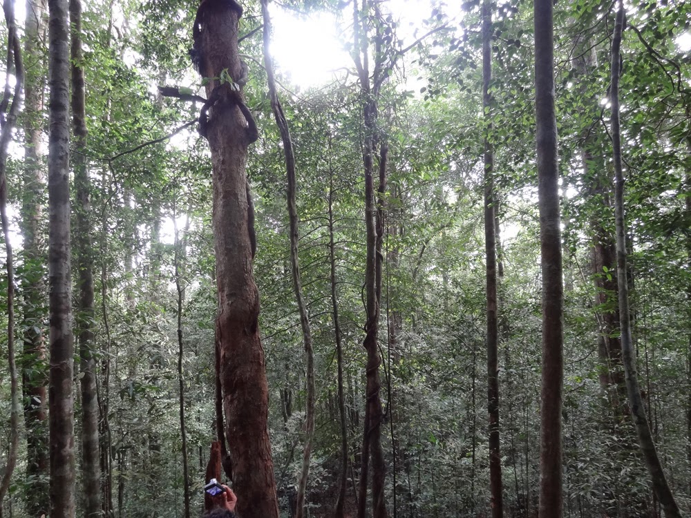 Job opportunities in the Middle East Sinharaja rain forest Sri Lanka