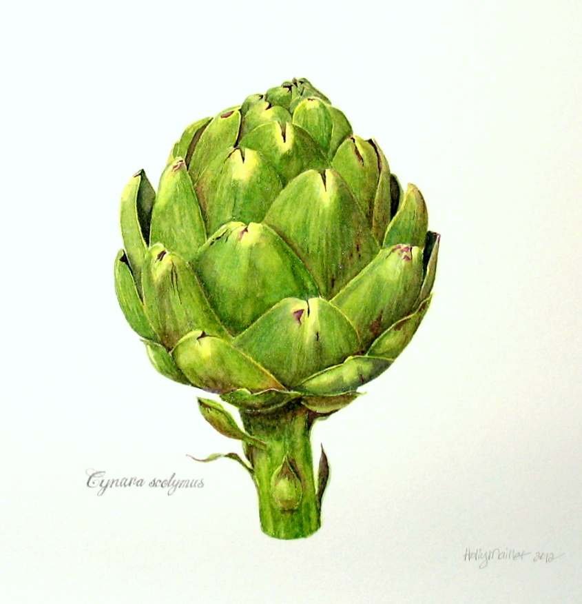 Holly's Daily Draw Artichoke final