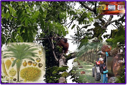 PalmOil Plantations Palangkaraya Kalimantan Tengah Indonesia