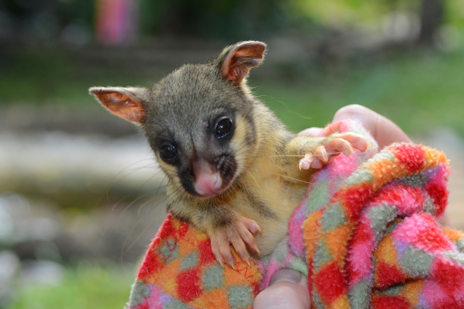 How To Keep Slugs Out Of Dog Food