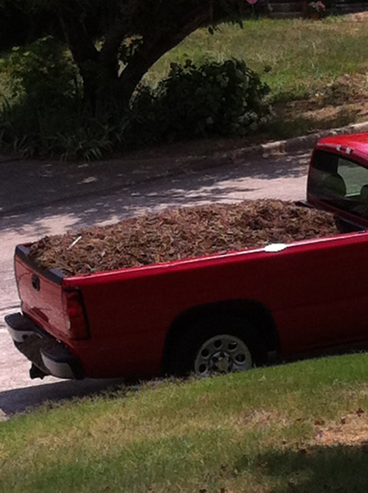 The Gayla Pink Apple A Mulch Loaded Day...