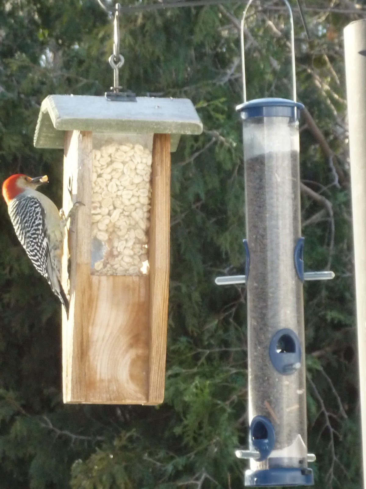 South Burlington birds Birds at peanut feederphotos South